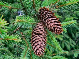 tree_15.jpg