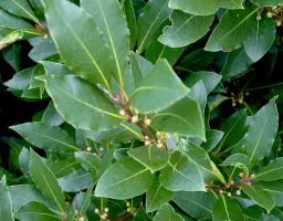 tree_19.jpg