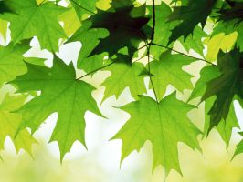 tree_22.jpg