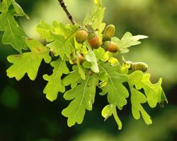 tree_23.jpg