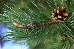 tree_26.jpg