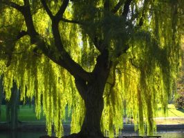 tree_32.jpg