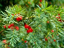 tree_33.jpg