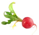 vegetable_02.jpg